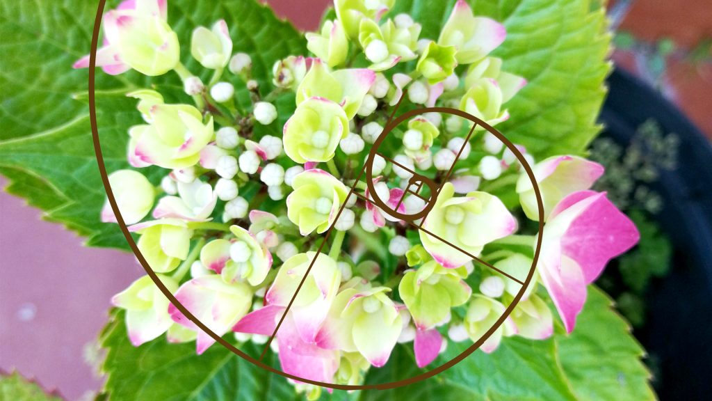 Imagen de una flor hortensia sobre la que se encuentra la secuencia de Fibonacci o proporción áurea. 